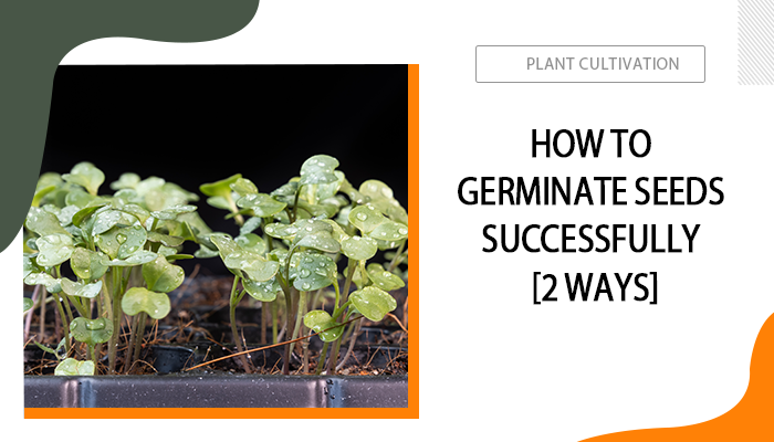 How to Germinate Seeds