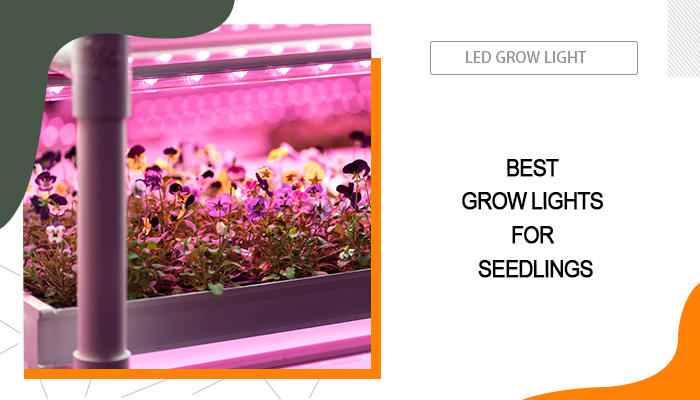 Grow Lights for Seedlings