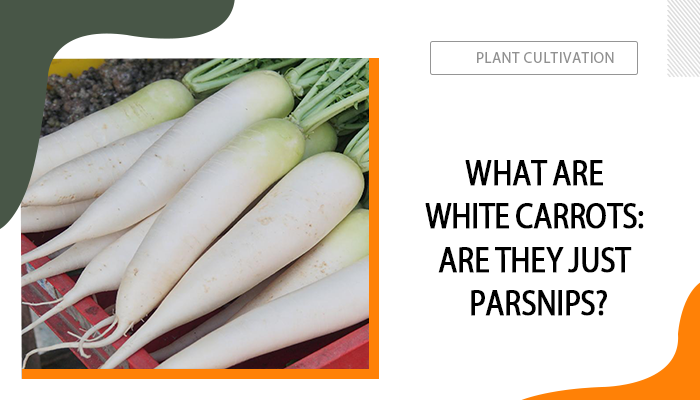 What Are White Carrots