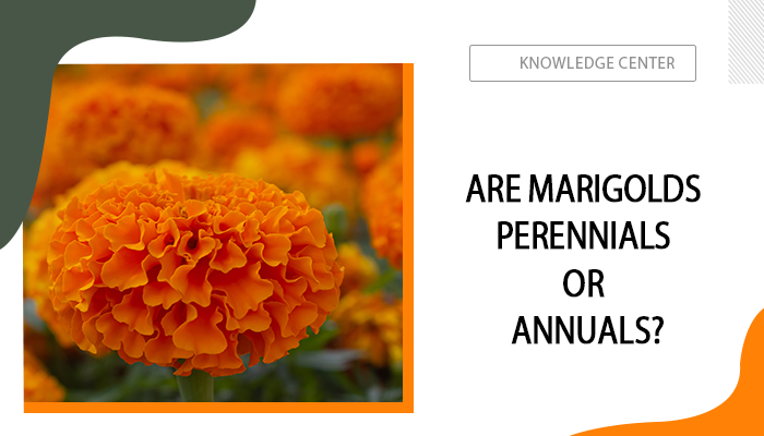 Are Marigolds Perennials