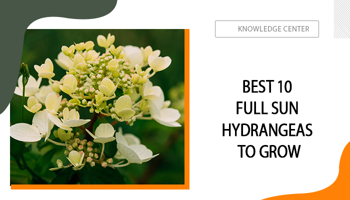 Best 10 Full Sun Hydrangeas