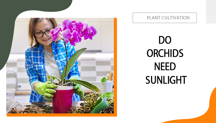 Do Orchids Need Sunlight