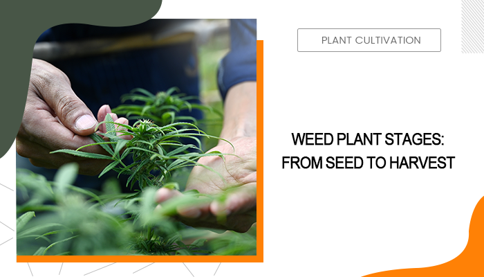 Weed Plant Stages