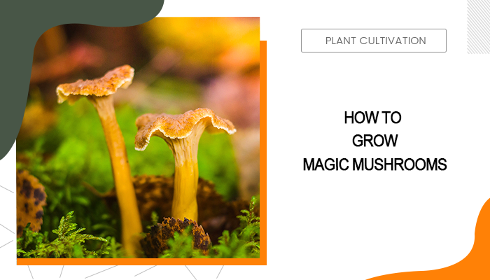 How to Grow Magic Mushrooms