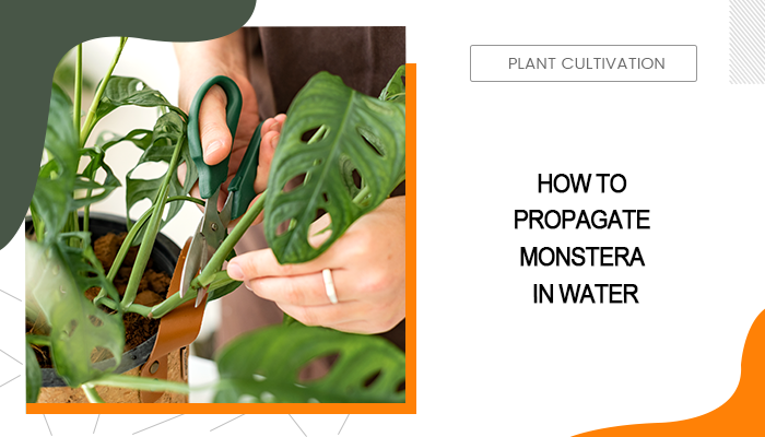 how to propagate monstera