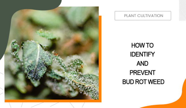 How to Identify and Prevent Bud Rot Weed