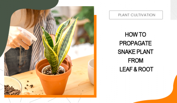 How to Propagate Snake Plant