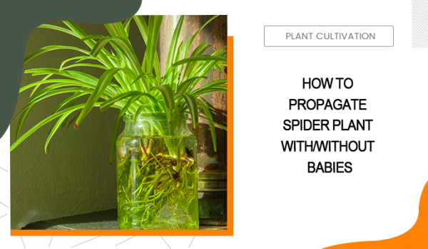 How to Propagate Spider Plant